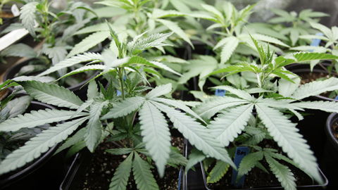 Weed_iStock_000032173438