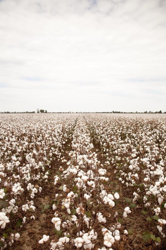 Cotton growing in Dawson, Ga.