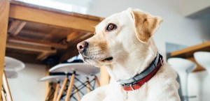 Image of animal dog pet indoors featured.jpg?w=300