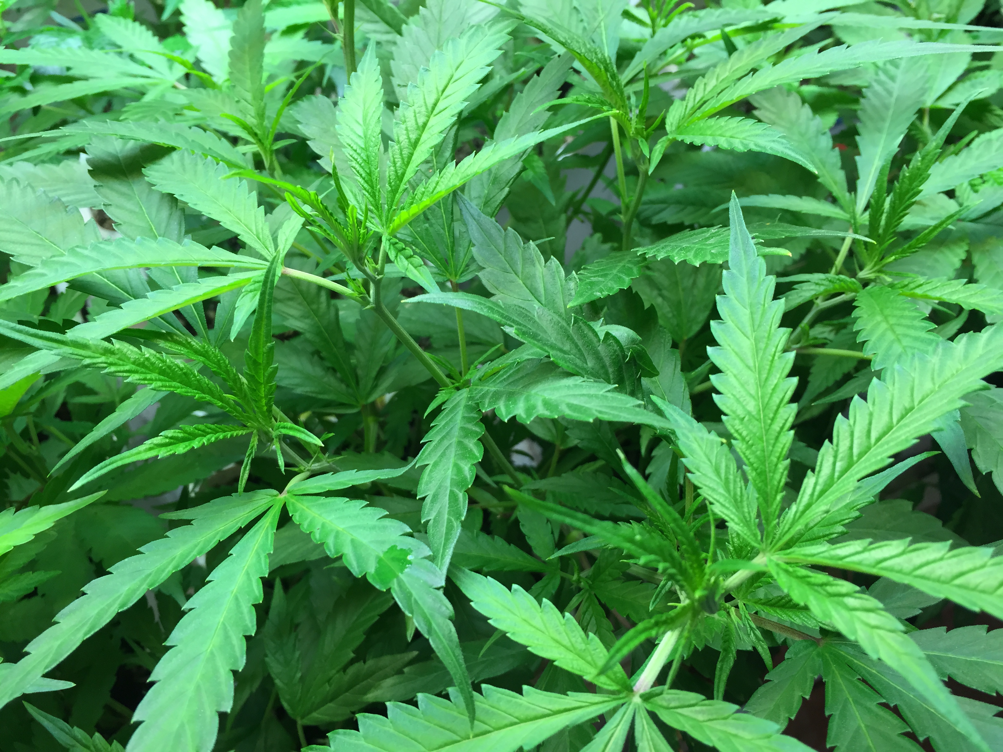 Image of Marijuana Plant 03