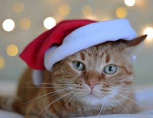 Image of Santa cat. Image by Lucy Chibimundo via Pixabay.jpg?w=300