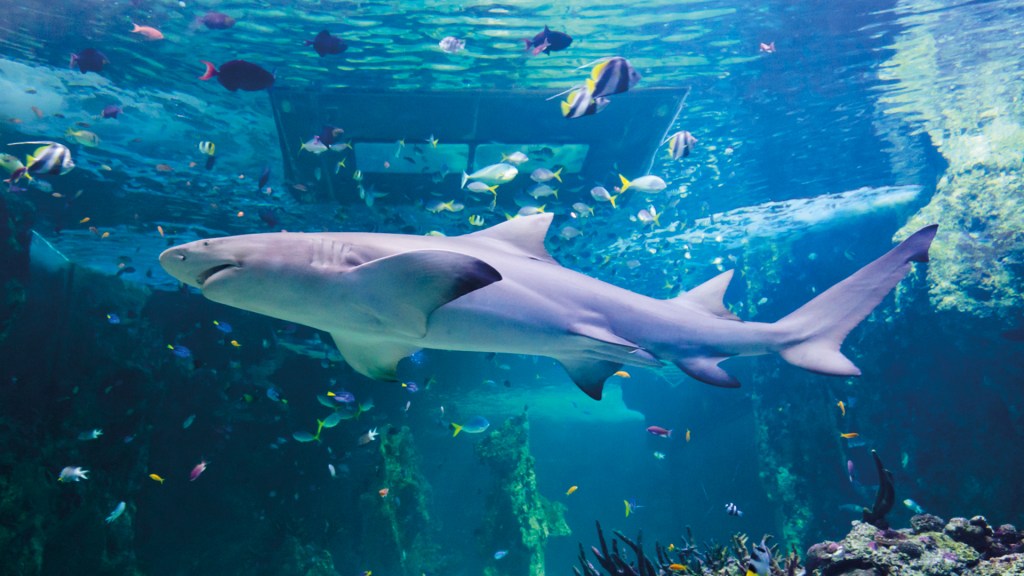 Shot of a shark in the SEA LIFE Aquarium at Mall of America