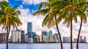Image of Miami skyline with palm trees in the forefront